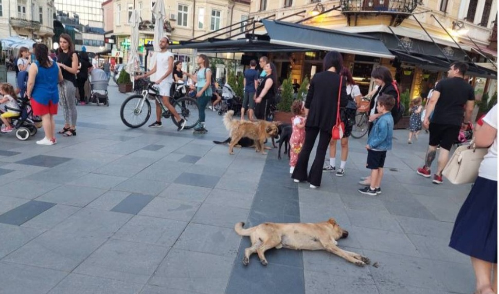E tmerrshme  Fëmija 1 vjeçar kafshohet nga qentë endacakë në Manastir  Foto brenda lajmit 
