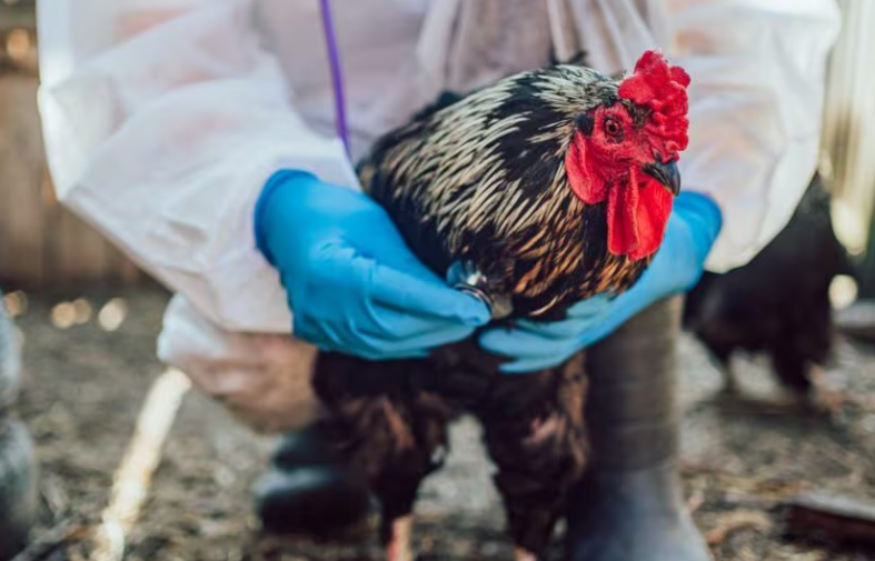 Tragjedia e parë nga gripi i shpendëve në SHBA  Një person ndërron jetë pas infektimit me llojin H5N5