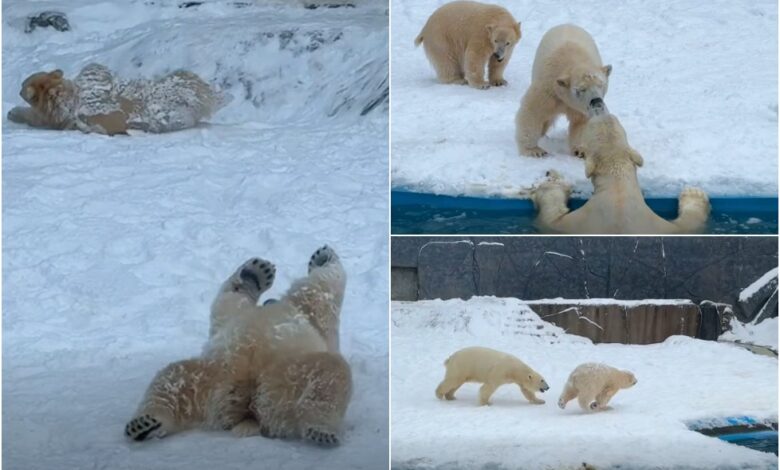 Vala e të ftohtit sjell gëzim  Arinjtë polarë përjetojnë borë të vërtetë për herë të parë në Hungari