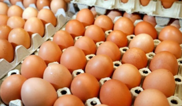 Thirrja e Berishës  Ministrat t i godisni me vezë dhe domate  Të paktën 10 vezë duhen për një kokë ministri